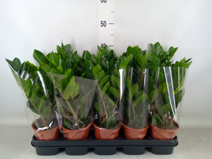 <h4>Zamioculcas zamiifolia</h4>