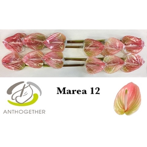 Anthurium Marea