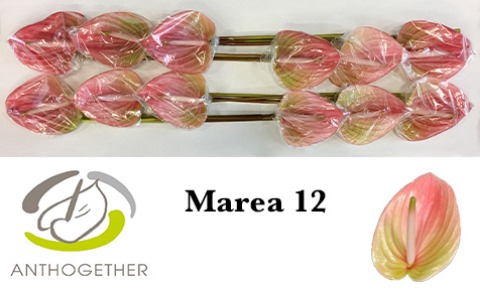 <h4>Anthurium Marea</h4>