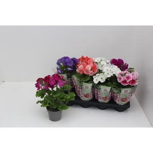 PRIM OB SWEETK A GEM