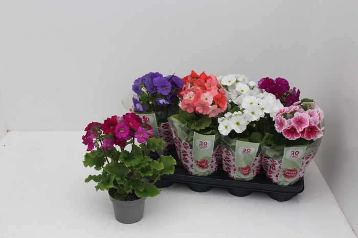 <h4>PRIM OB SWEETK A GEM</h4>