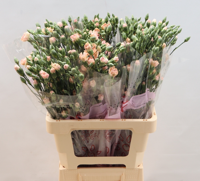 <h4>Di Tr Miss Prudence</h4>