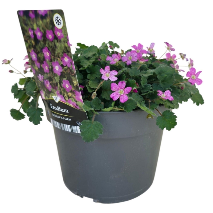 <h4>Erodium x variabile Bishops Form</h4>