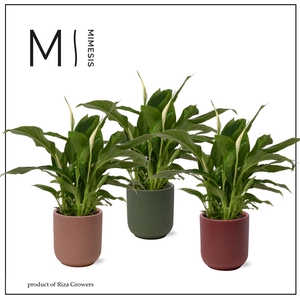 Spathiphyllum Chopin Stylish - 9cm in Atlanta Intenso mix | Mimesis