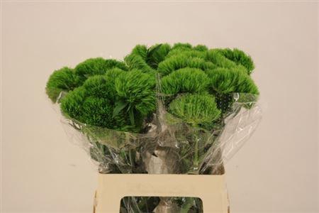 <h4>Di Barb Kiwi Mellow</h4>