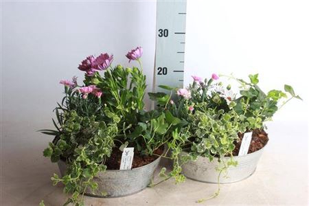 <h4>Arr Tuinplanten</h4>