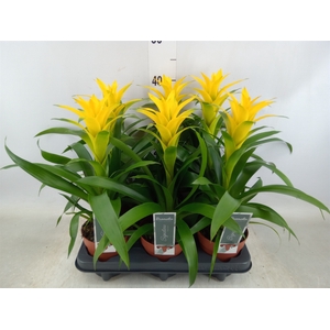 Guzmania  'Desire'