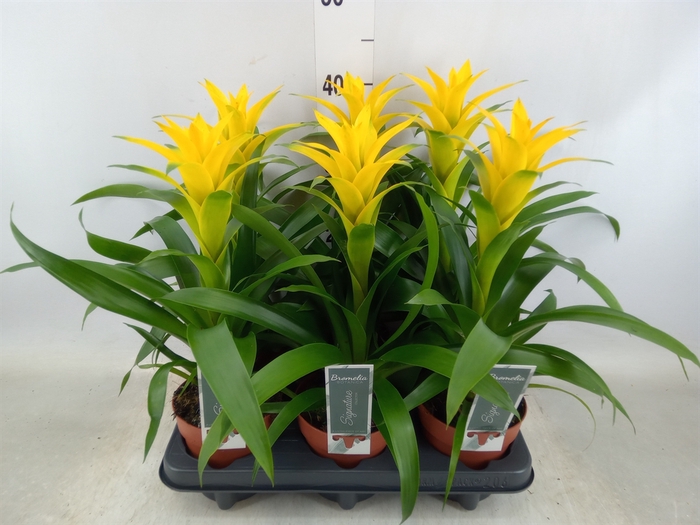 <h4>Guzmania  'Desire'</h4>