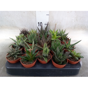 Aloe   ...mix