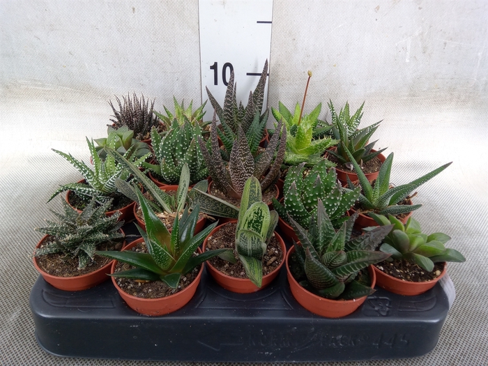 <h4>Aloe   ...mix</h4>