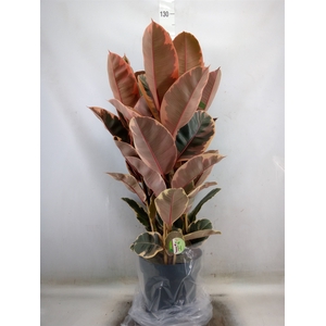 Ficus elastica 'Belize'