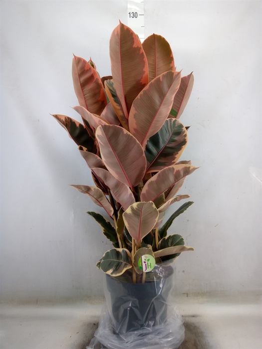 <h4>Ficus elastica 'Belize'</h4>