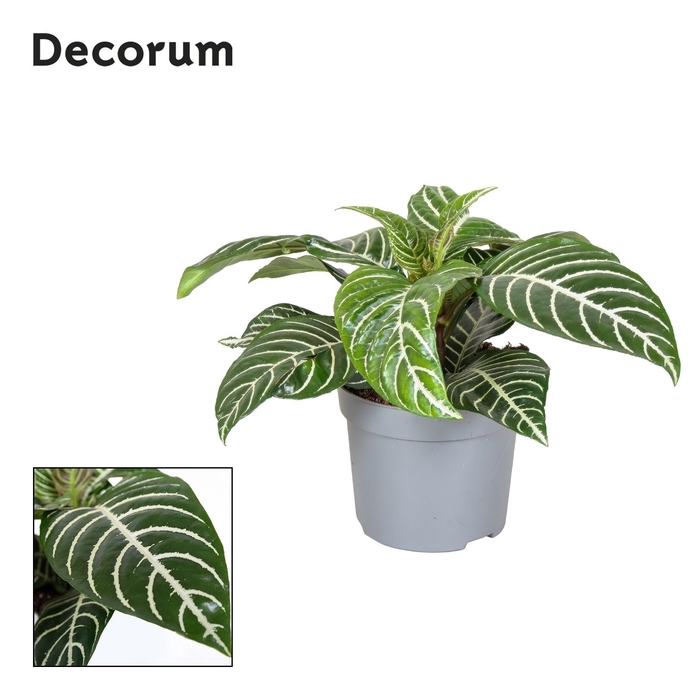 <h4>Aphelandra Sq Green</h4>