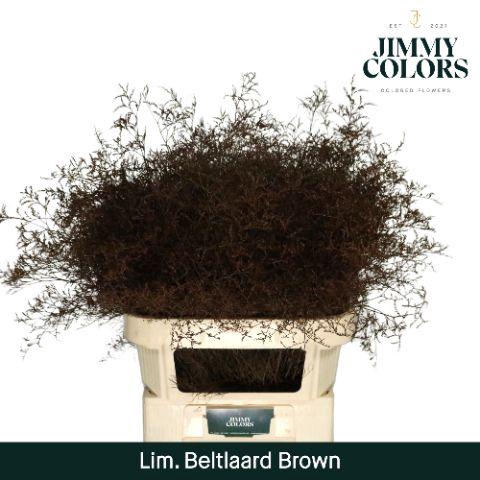 <h4>Lim Bel L90 Brown</h4>