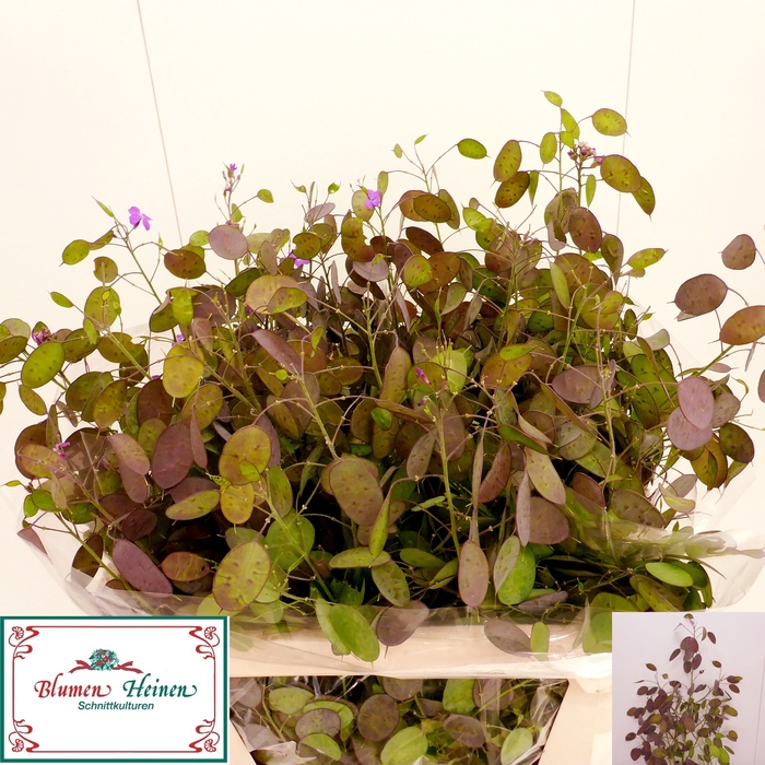 <h4>LUNARIA ANN PAARSE P</h4>