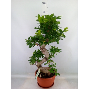 Ficus microcarpa 'Ginseng'