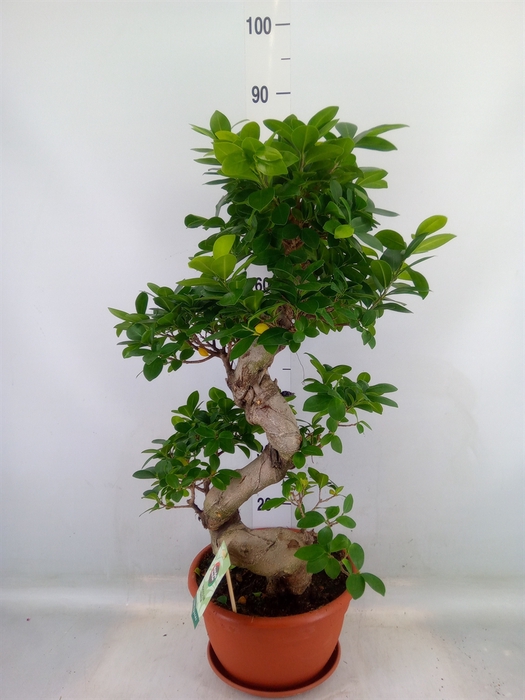 <h4>Ficus microcarpa 'Ginseng'</h4>