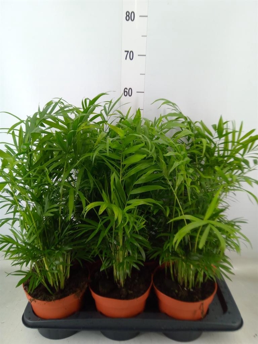 <h4>Chamaedorea elegans</h4>