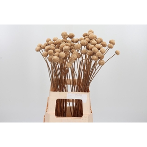 Craspedia Kl Bh Antiek Goud Xl