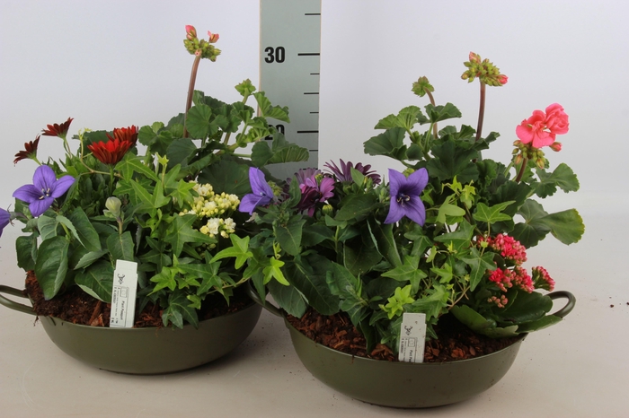 <h4>ARR TUINPLANTEN</h4>