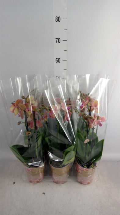 <h4>Phalaenopsis   ...orange</h4>