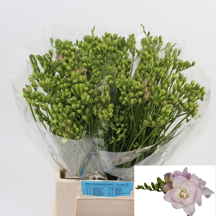 <h4>FR DU ROSARIO</h4>