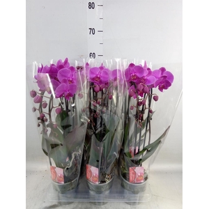 Phalaenopsis  'Elegant Cascade'