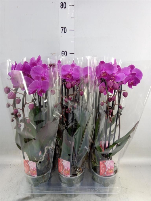 <h4>Phalaenopsis  'Elegant Cascade'</h4>