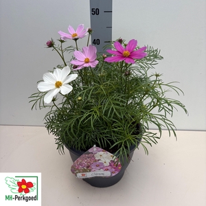 COSM BIP SON CARMINE