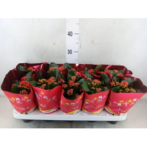 Kalanchoe blos. 'Perfecta Red'