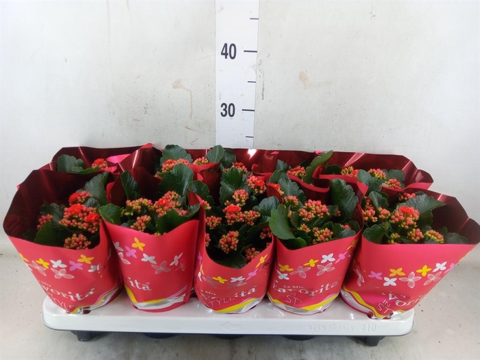 <h4>Kalanchoe blos. 'Perfecta Red'</h4>