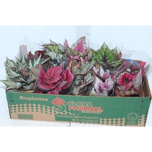 BEGONIA BELEAF P11 PO