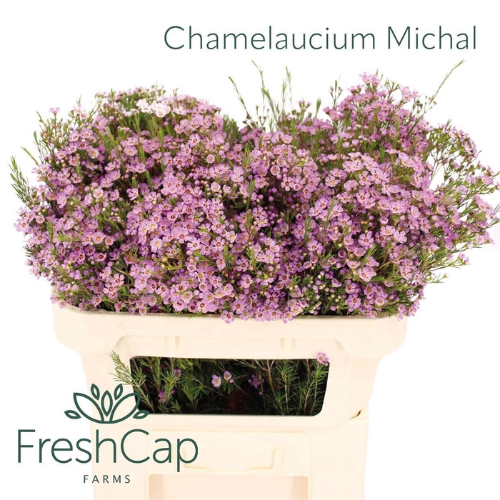 <h4>CHAME UN MICHAL</h4>