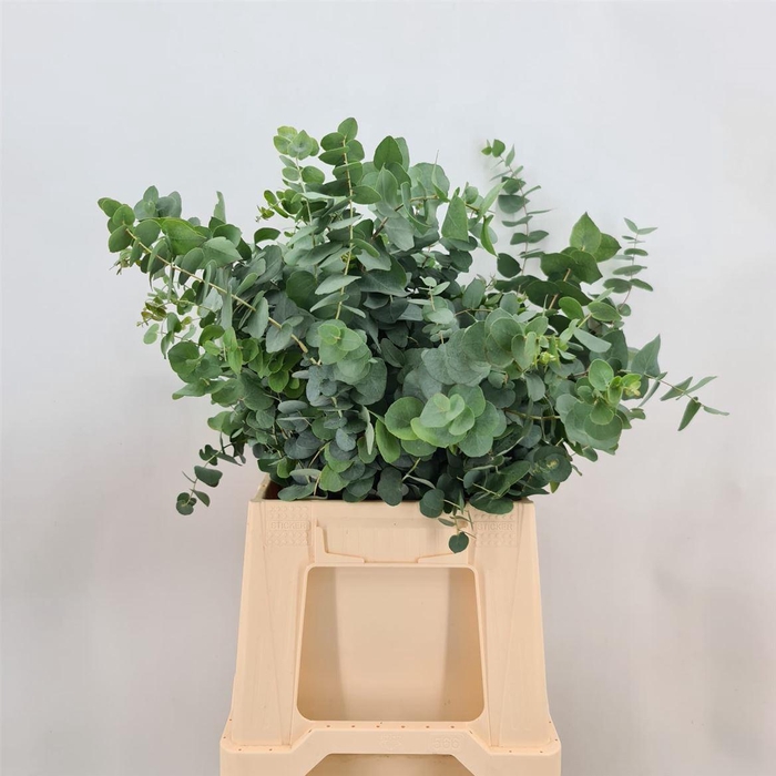 <h4>EUCA OVATA NAT C. 150</h4>