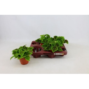 PILEA MO MOON VALLEY