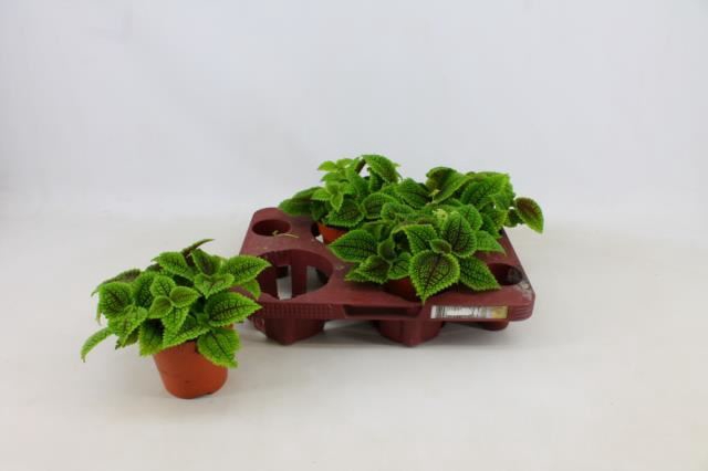 <h4>PILEA MO MOON VALLEY</h4>