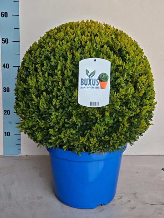 <h4>BUXU SEMPERVIRENS</h4>