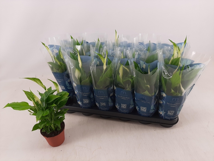 <h4>SPATH CHOPIN</h4>