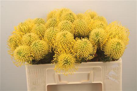 <h4>Leuco Co High Gold</h4>