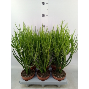 Euphorbia tirucalli