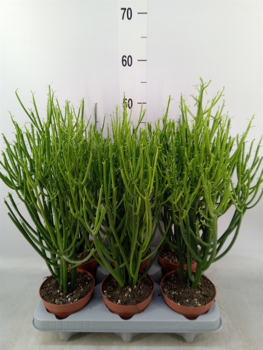 <h4>Euphorbia tirucalli</h4>