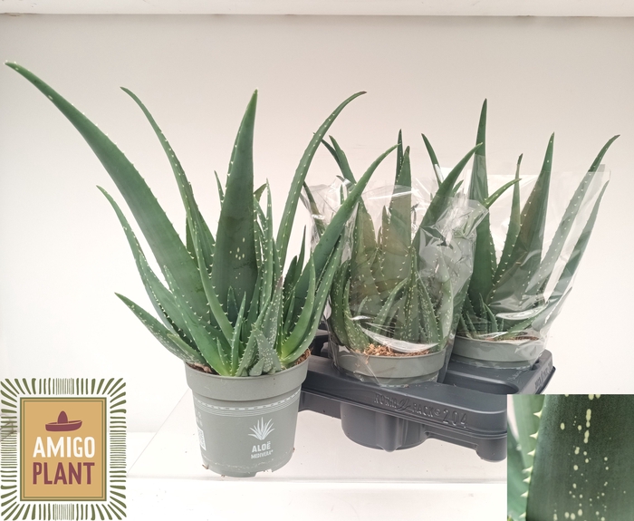 <h4>ALOE VERA</h4>