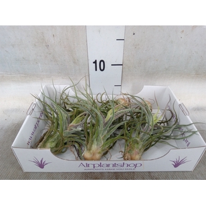 Tillandsia