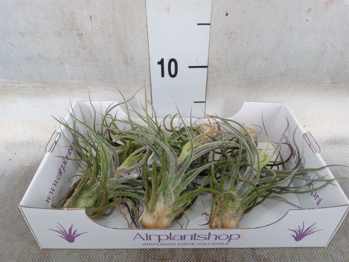 <h4>Tillandsia</h4>
