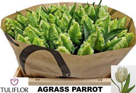 <h4>Tu Pa Super Parrot</h4>