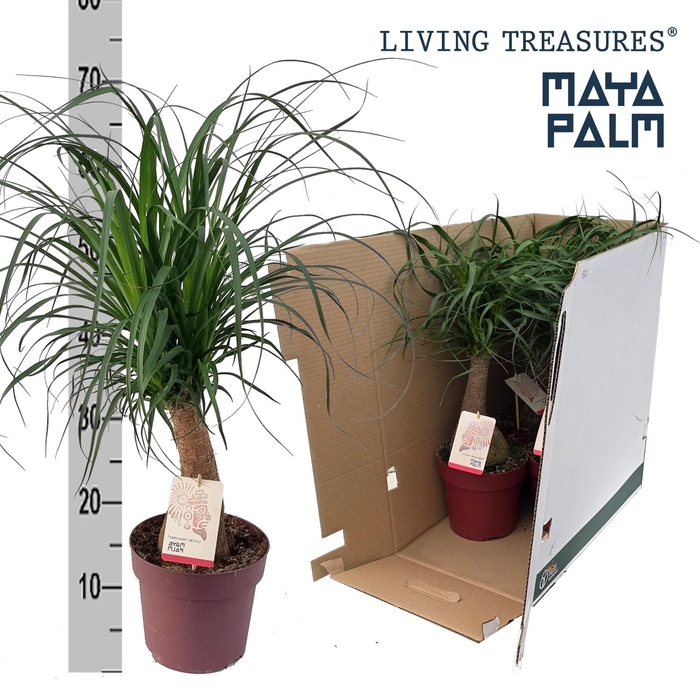 <h4>BEAUCARNEA RECUR</h4>