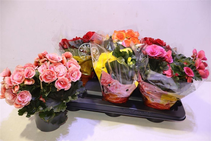 <h4>arr8 Beg Du Gem</h4>