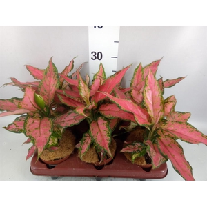 Aglaonema KB   ...