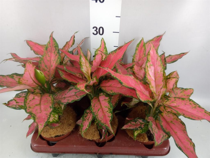 <h4>Aglaonema KB   ...</h4>