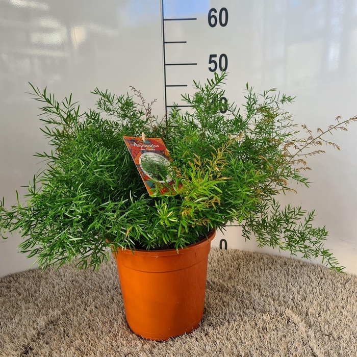 <h4>Asparagus dens. 'Cwebe'</h4>